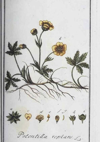 Reproducción/Reproduction 47127731052: Icones plantarum medicinalium.. Nürnberg :auf Kosten der Raspischen Buchhandlung,1779-1790. 