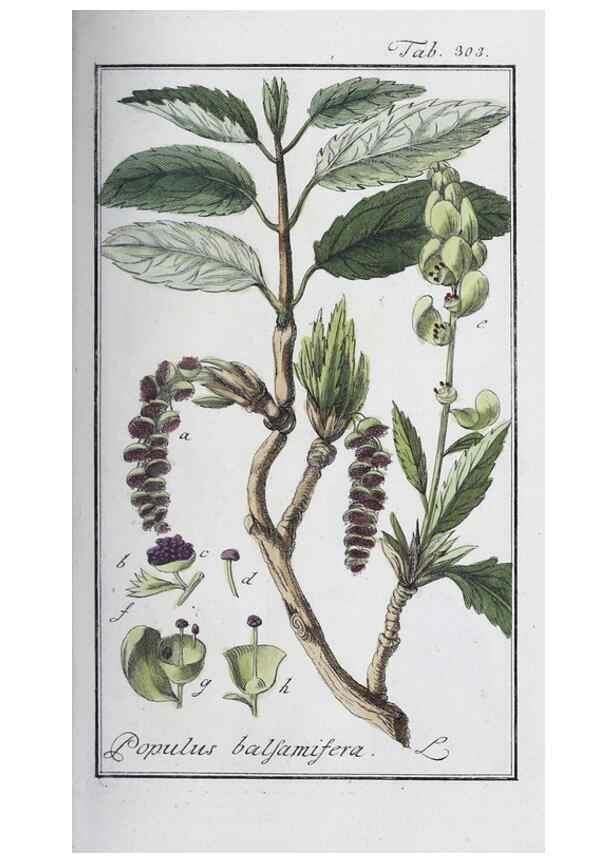 Reproducción/Reproduction 40214678363: Icones plantarum medicinalium.. Nürnberg :auf Kosten der Raspischen Buchhandlung,1779-1790. 