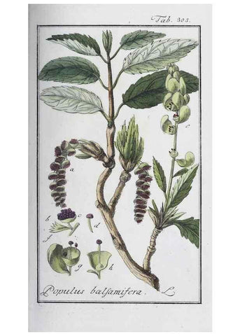Reproducción/Reproduction 40214678363: Icones plantarum medicinalium.. Nürnberg :auf Kosten der Raspischen Buchhandlung,1779-1790. 