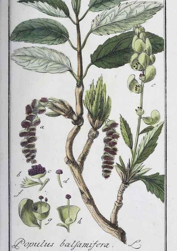 Reproducción/Reproduction 40214678363: Icones plantarum medicinalium.. Nürnberg :auf Kosten der Raspischen Buchhandlung,1779-1790. 