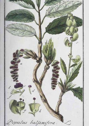 Reproducción/Reproduction 40214678363: Icones plantarum medicinalium.. Nürnberg :auf Kosten der Raspischen Buchhandlung,1779-1790. 