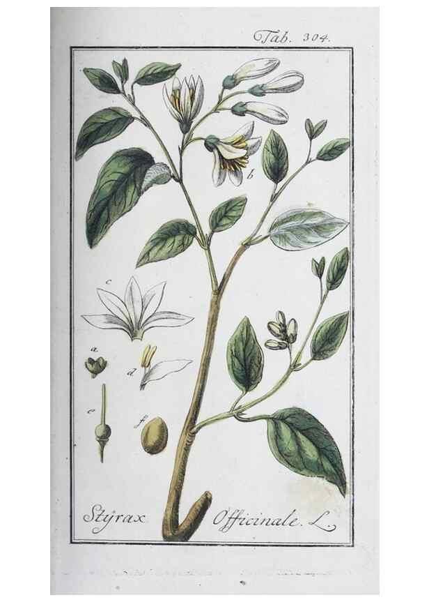 Reproducción/Reproduction 47127732272: Icones plantarum medicinalium.. Nürnberg :auf Kosten der Raspischen Buchhandlung,1779-1790. 