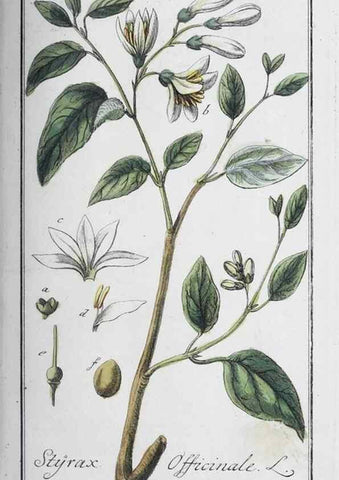 Reproducción/Reproduction 47127732272: Icones plantarum medicinalium.. Nürnberg :auf Kosten der Raspischen Buchhandlung,1779-1790. 