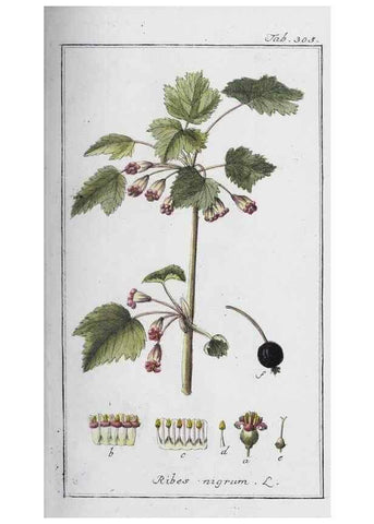 Reproducción/Reproduction 47179554621: Icones plantarum medicinalium.. Nürnberg :auf Kosten der Raspischen Buchhandlung,1779-1790. 