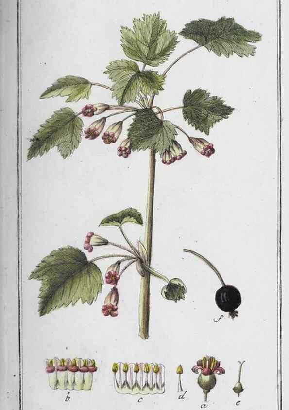 Reproducción/Reproduction 47179554621: Icones plantarum medicinalium.. Nürnberg :auf Kosten der Raspischen Buchhandlung,1779-1790. 