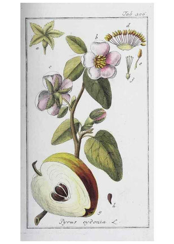 Reproducción/Reproduction 47179555281: Icones plantarum medicinalium.. Nürnberg :auf Kosten der Raspischen Buchhandlung,1779-1790. 