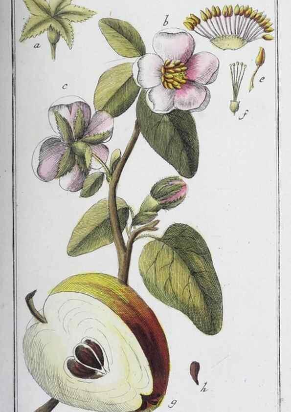 Reproducción/Reproduction 47179555281: Icones plantarum medicinalium.. Nürnberg :auf Kosten der Raspischen Buchhandlung,1779-1790. 