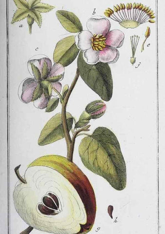 Reproducción/Reproduction 47179555281: Icones plantarum medicinalium.. Nürnberg :auf Kosten der Raspischen Buchhandlung,1779-1790. 