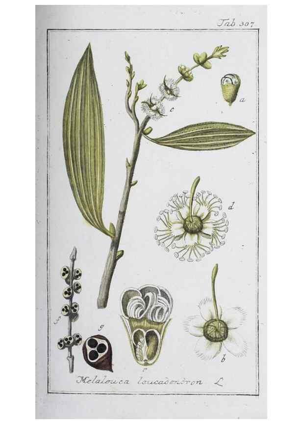 Reproducción/Reproduction 46456008764: Icones plantarum medicinalium.. Nürnberg :auf Kosten der Raspischen Buchhandlung,1779-1790. 