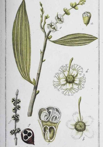 Reproducción/Reproduction 46456008764: Icones plantarum medicinalium.. Nürnberg :auf Kosten der Raspischen Buchhandlung,1779-1790. 
