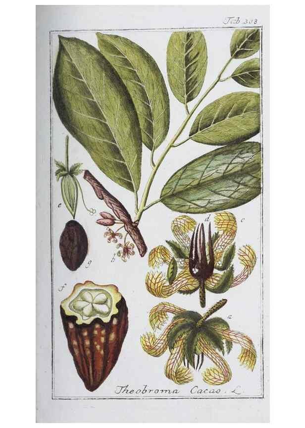 Reproducción/Reproduction 32237761487: Icones plantarum medicinalium.. Nürnberg :auf Kosten der Raspischen Buchhandlung,1779-1790. 