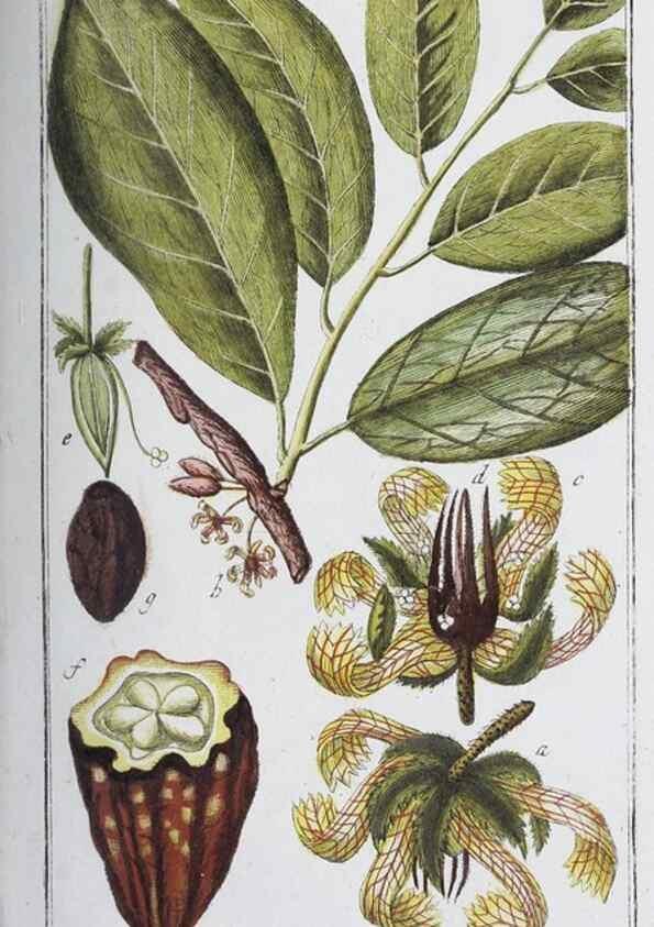 Reproducción/Reproduction 32237761487: Icones plantarum medicinalium.. Nürnberg :auf Kosten der Raspischen Buchhandlung,1779-1790. 