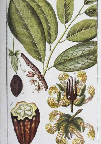 Reproducción/Reproduction 32237761487: Icones plantarum medicinalium.. Nürnberg :auf Kosten der Raspischen Buchhandlung,1779-1790. 