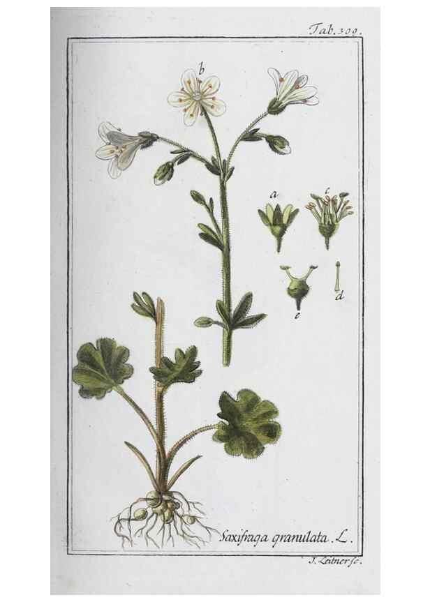 Reproducción/Reproduction 47127733502: Icones plantarum medicinalium.. Nürnberg :auf Kosten der Raspischen Buchhandlung,1779-1790. 