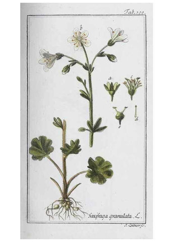 Reproducción/Reproduction 47127733502: Icones plantarum medicinalium.. Nürnberg :auf Kosten der Raspischen Buchhandlung,1779-1790. 