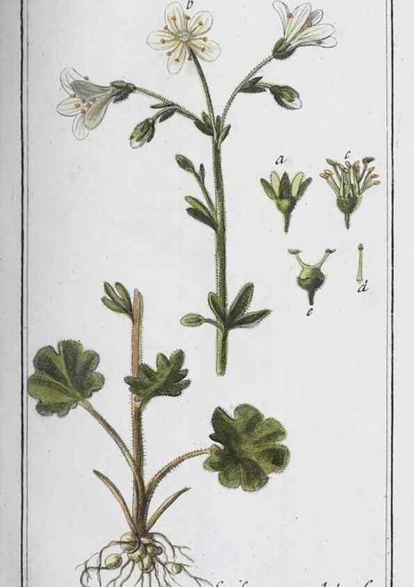 Reproducción/Reproduction 47127733502: Icones plantarum medicinalium.. Nürnberg :auf Kosten der Raspischen Buchhandlung,1779-1790. 