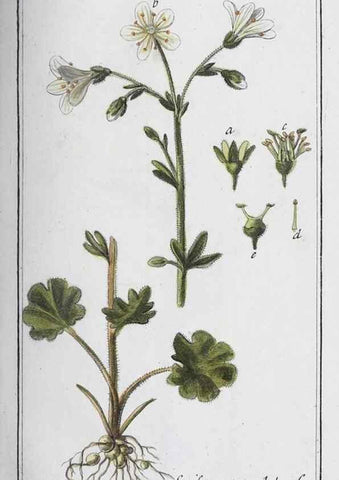 Reproducción/Reproduction 47127733502: Icones plantarum medicinalium.. Nürnberg :auf Kosten der Raspischen Buchhandlung,1779-1790. 