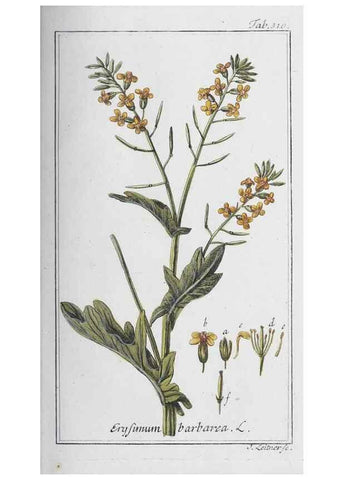 Reproducción/Reproduction 33304269148: Icones plantarum medicinalium.. Nürnberg :auf Kosten der Raspischen Buchhandlung,1779-1790. 