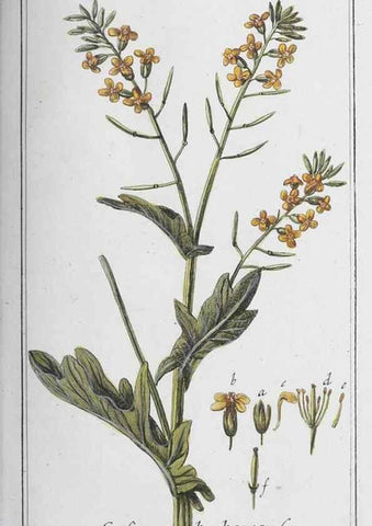Reproducción/Reproduction 33304269148: Icones plantarum medicinalium.. Nürnberg :auf Kosten der Raspischen Buchhandlung,1779-1790. 