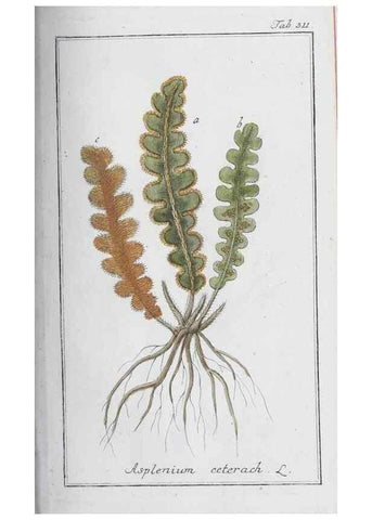 Reproducción/Reproduction 46456012024: Icones plantarum medicinalium.. Nürnberg :auf Kosten der Raspischen Buchhandlung,1779-1790. 