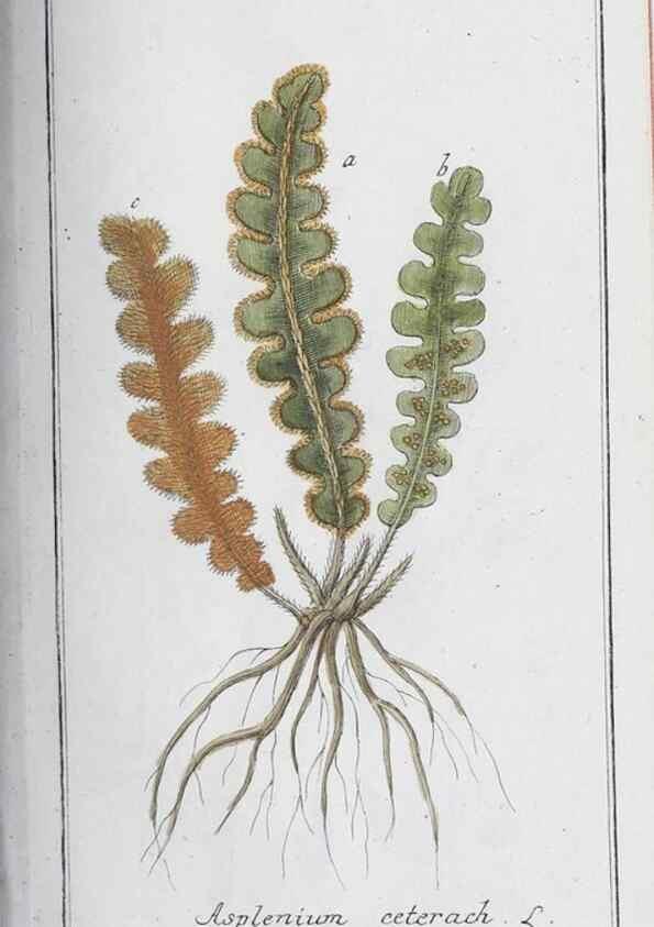 Reproducción/Reproduction 46456012024: Icones plantarum medicinalium.. Nürnberg :auf Kosten der Raspischen Buchhandlung,1779-1790. 