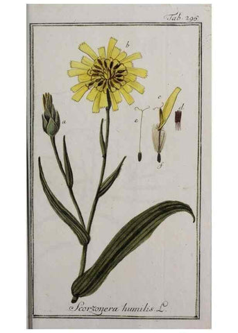 Reproducción/Reproduction 47179461851: Icones plantarum medicinalium.. Nürnberg :auf Kosten der Raspischen Buchhandlung,1779-1790. 