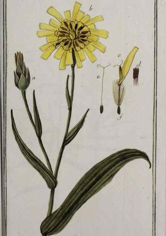 Reproducción/Reproduction 47179461851: Icones plantarum medicinalium.. Nürnberg :auf Kosten der Raspischen Buchhandlung,1779-1790. 