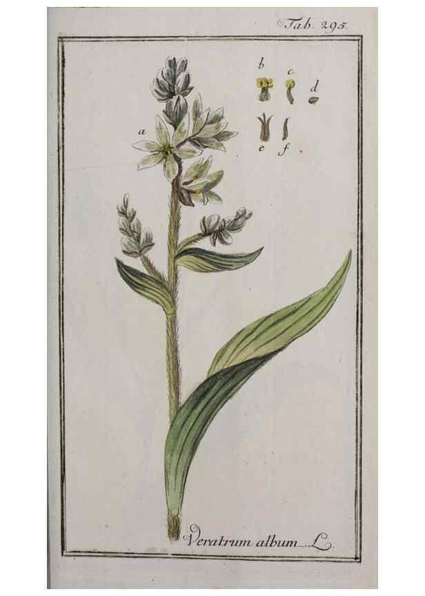 Reproducción/Reproduction 46265272985: Icones plantarum medicinalium.. Nürnberg :auf Kosten der Raspischen Buchhandlung,1779-1790. 