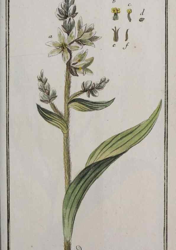 Reproducción/Reproduction 46265272985: Icones plantarum medicinalium.. Nürnberg :auf Kosten der Raspischen Buchhandlung,1779-1790. 