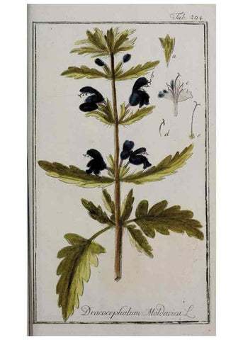 Reproducción/Reproduction 40214600443: Icones plantarum medicinalium.. Nürnberg :auf Kosten der Raspischen Buchhandlung,1779-1790. 