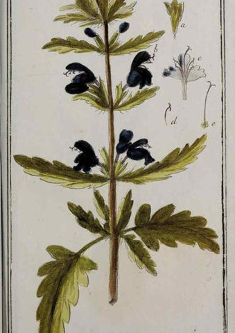 Reproducción/Reproduction 40214600443: Icones plantarum medicinalium.. Nürnberg :auf Kosten der Raspischen Buchhandlung,1779-1790. 