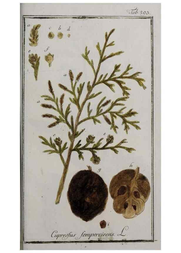 Reproducción/Reproduction 32237680127: Icones plantarum medicinalium.. Nürnberg :auf Kosten der Raspischen Buchhandlung,1779-1790. 