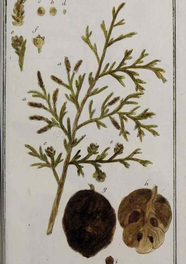 Reproducción/Reproduction 32237680127: Icones plantarum medicinalium.. Nürnberg :auf Kosten der Raspischen Buchhandlung,1779-1790. 