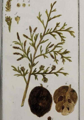 Reproducción/Reproduction 32237680127: Icones plantarum medicinalium.. Nürnberg :auf Kosten der Raspischen Buchhandlung,1779-1790. 