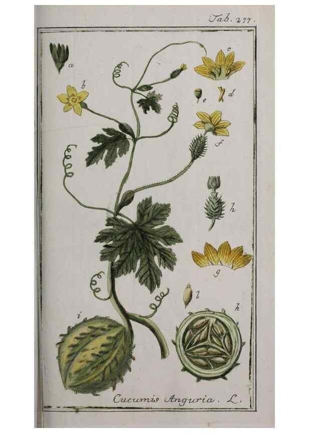 Reproducción/Reproduction 33304176908: Icones plantarum medicinalium.. Nürnberg :auf Kosten der Raspischen Buchhandlung,1779-1790. 