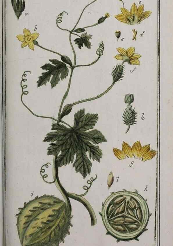 Reproducción/Reproduction 33304176908: Icones plantarum medicinalium.. Nürnberg :auf Kosten der Raspischen Buchhandlung,1779-1790. 