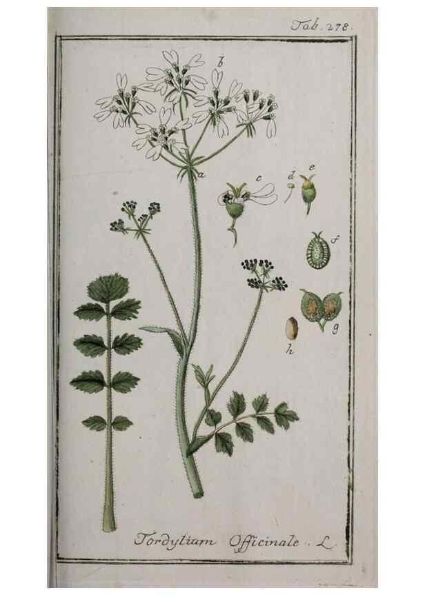 Reproducción/Reproduction 47127630632: Icones plantarum medicinalium.. Nürnberg :auf Kosten der Raspischen Buchhandlung,1779-1790. 
