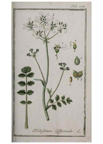 Reproducción/Reproduction 47127630632: Icones plantarum medicinalium.. Nürnberg :auf Kosten der Raspischen Buchhandlung,1779-1790. 