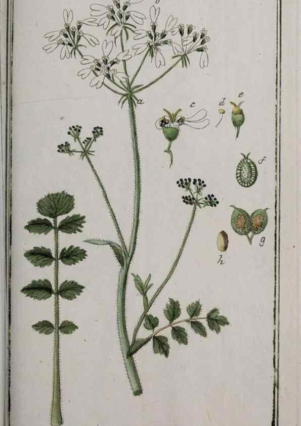Reproducción/Reproduction 47127630632: Icones plantarum medicinalium.. Nürnberg :auf Kosten der Raspischen Buchhandlung,1779-1790. 