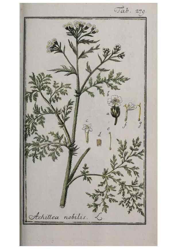 Reproducción/Reproduction 46455925844: Icones plantarum medicinalium.. Nürnberg :auf Kosten der Raspischen Buchhandlung,1779-1790. 