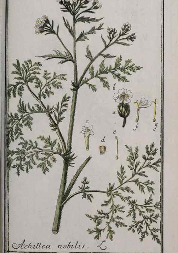 Reproducción/Reproduction 46455925844: Icones plantarum medicinalium.. Nürnberg :auf Kosten der Raspischen Buchhandlung,1779-1790. 