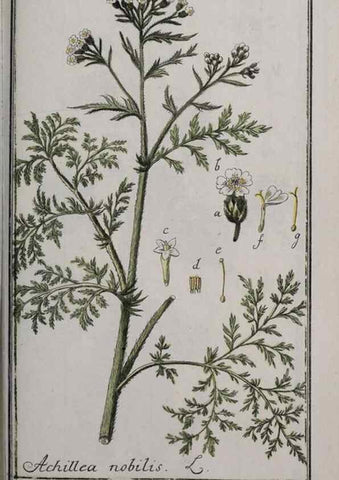 Reproducción/Reproduction 46455925844: Icones plantarum medicinalium.. Nürnberg :auf Kosten der Raspischen Buchhandlung,1779-1790. 