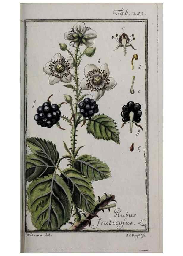 Reproducción/Reproduction 33304179058: Icones plantarum medicinalium.. Nürnberg :auf Kosten der Raspischen Buchhandlung,1779-1790. 