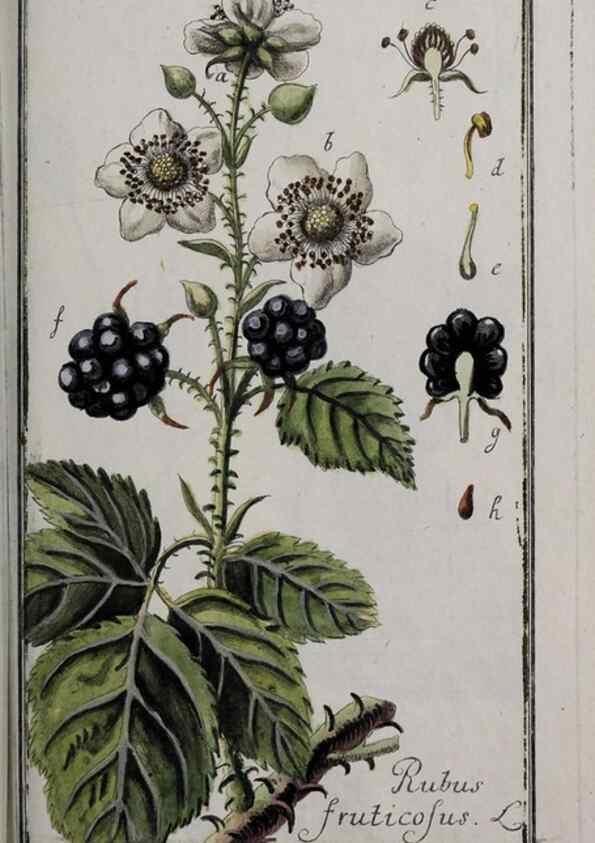 Reproducción/Reproduction 33304179058: Icones plantarum medicinalium.. Nürnberg :auf Kosten der Raspischen Buchhandlung,1779-1790. 