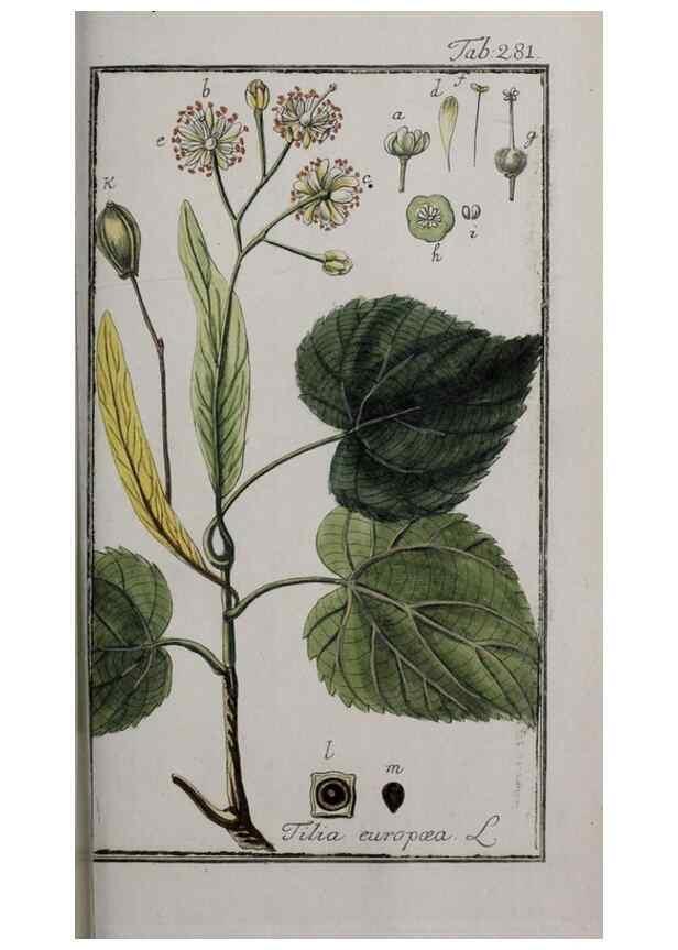 Reproducción/Reproduction 46265265175: Icones plantarum medicinalium.. Nürnberg :auf Kosten der Raspischen Buchhandlung,1779-1790. 