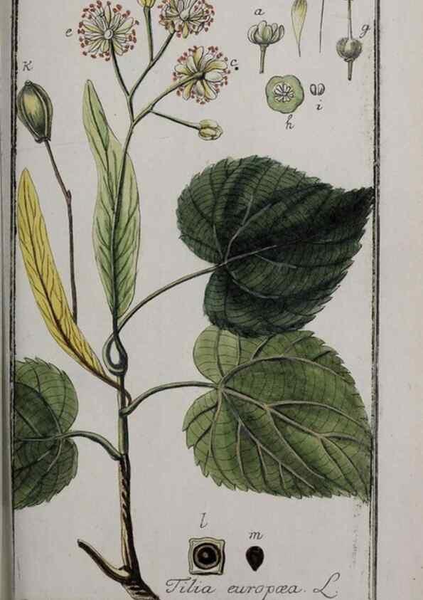 Reproducción/Reproduction 46265265175: Icones plantarum medicinalium.. Nürnberg :auf Kosten der Raspischen Buchhandlung,1779-1790. 