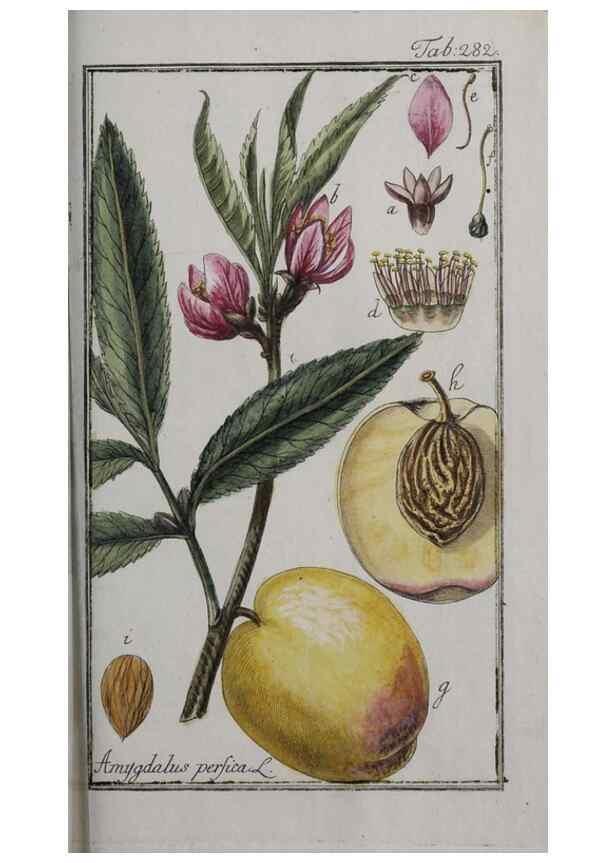 Reproducción/Reproduction 33304180108: Icones plantarum medicinalium.. Nürnberg :auf Kosten der Raspischen Buchhandlung,1779-1790. 