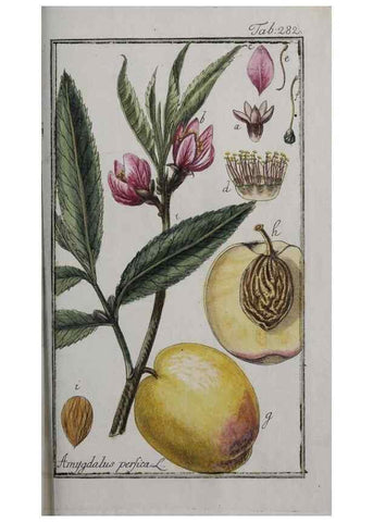 Reproducción/Reproduction 33304180108: Icones plantarum medicinalium.. Nürnberg :auf Kosten der Raspischen Buchhandlung,1779-1790. 
