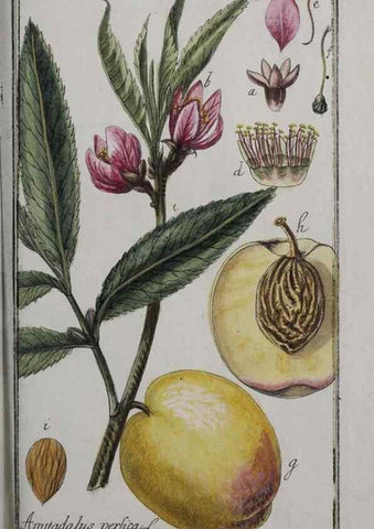 Reproducción/Reproduction 33304180108: Icones plantarum medicinalium.. Nürnberg :auf Kosten der Raspischen Buchhandlung,1779-1790. 