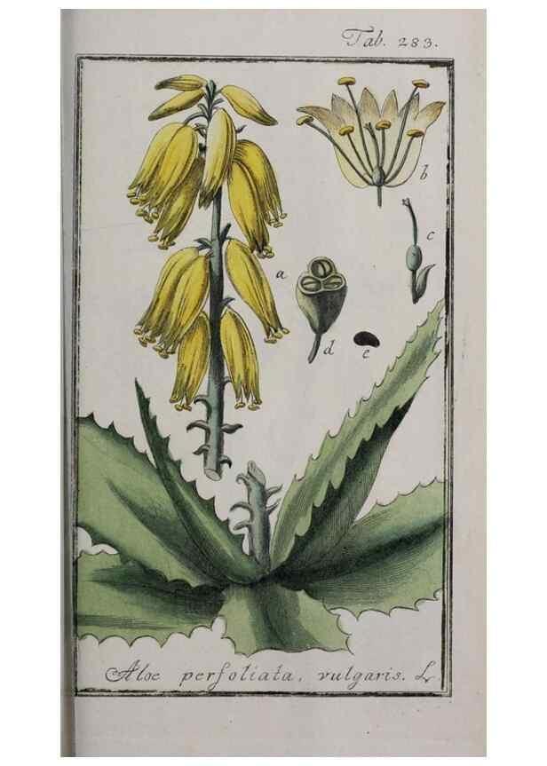 Reproducción/Reproduction 47127634942: Icones plantarum medicinalium.. Nürnberg :auf Kosten der Raspischen Buchhandlung,1779-1790. 